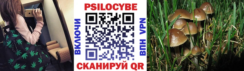 Псилоцибиновые грибы Cubensis Усинск